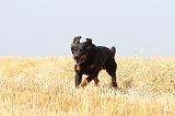 BEAUCERON 483